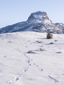 cabsheeptracks
